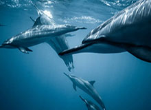 kaiyun-【早报】C罗闪耀梅罗终局之战！曼联加入欧联大乱斗